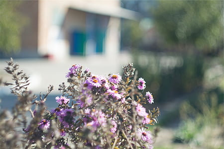 purple petal flowers under sunny sky thumbnail