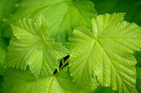 green leaf thumbnail