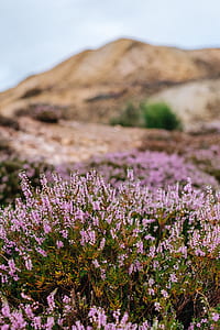 selective focus photo of pink petaled flowers thumbnail