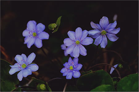 Purple Hepaticas in Bloom Close-up Photo thumbnail