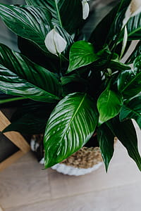 Details of modern interior with green plants thumbnail
