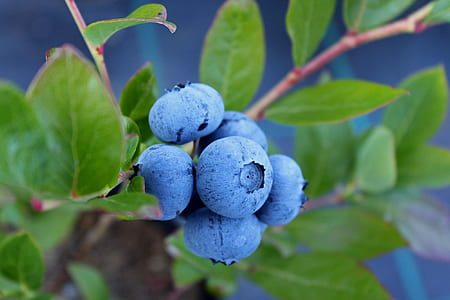 blueberry fruit thumbnail