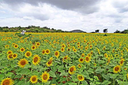 sunflower field photography thumbnail