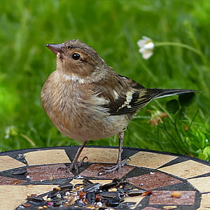 closeup photography of brown bird thumbnail