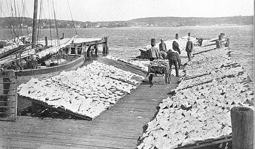 Fish Drying on the Wharf in Halifax, Nova Scotia, Canada thumbnail