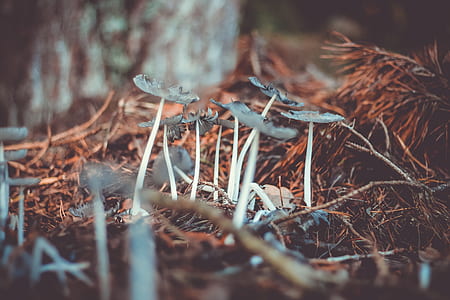 macro photography of brown mushroom thumbnail