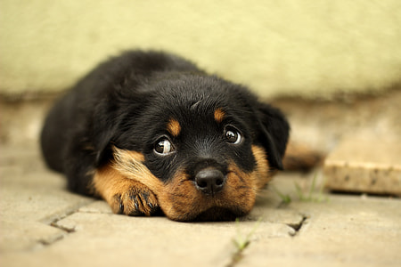Rottweiler puppy prone lying thumbnail