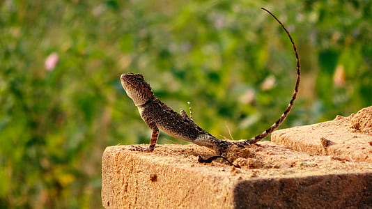 Brown Gecko thumbnail