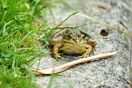 closeup photo of green frog on gray concrete pavement thumbnail