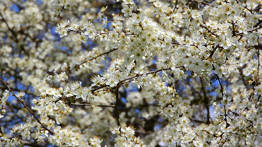 Prunus Spinosa, Blackthorn thumbnail