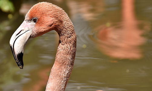 closeup photo of pink flamingo thumbnail