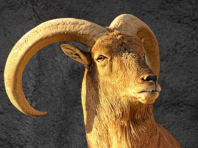 Ram with gray stone background thumbnail