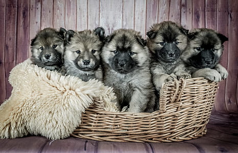 five brown puppies on wicker basket thumbnail