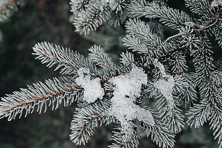 Frozen leaves & twigs thumbnail
