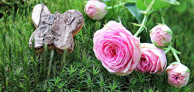 pink roses with plants thumbnail