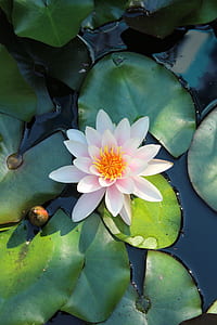 pink lotus flower on lotus pod thumbnail