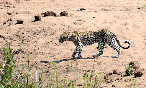 Leopard, Kruger Park South Africa thumbnail