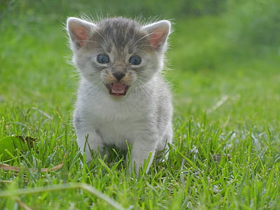 closeup photo of gray kitten thumbnail