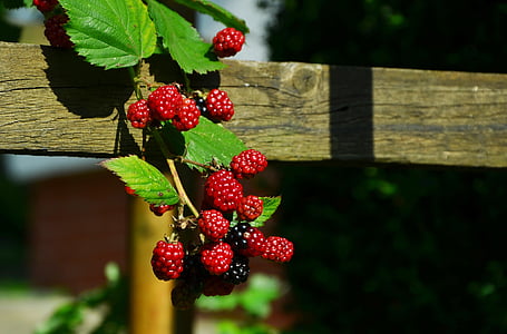 red and black raspberries thumbnail