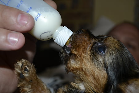 black and tan Yorkshire terrier puppy thumbnail