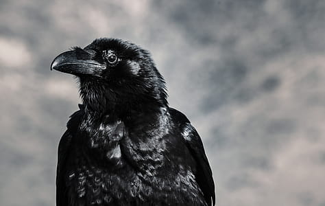 Selective Focus Photograph of Black Crow thumbnail