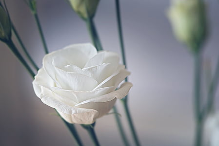 white rose selective focus photography thumbnail
