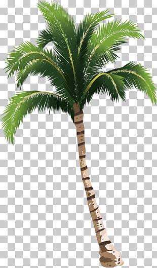A coconut tree, green tree illustration PNG clipart