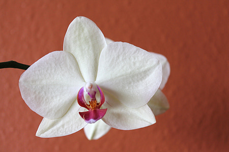 close-up photo of white moth orchid thumbnail