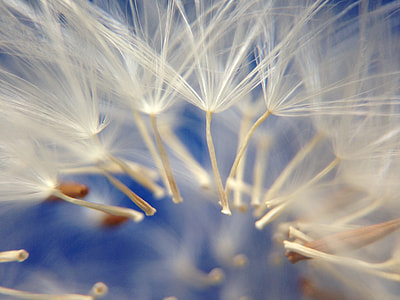 white flowers macro shot thumbnail