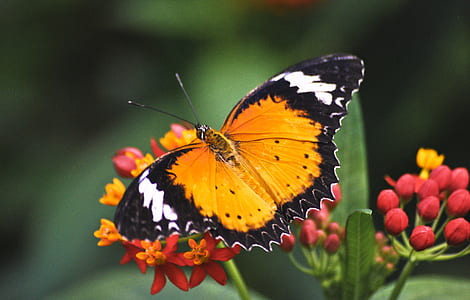 orange lacewing butterfly perching on red flower in close-up photography thumbnail