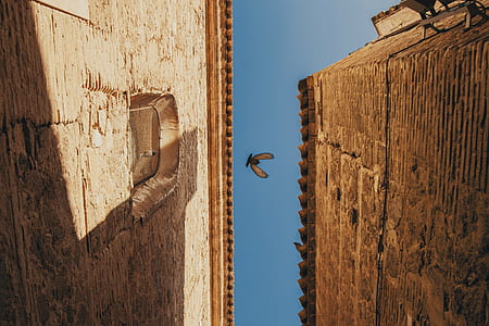 bug on mid air between concrete structures under clear blue sky during daytime thumbnail