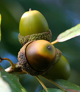 close-up photo of chestnut thumbnail