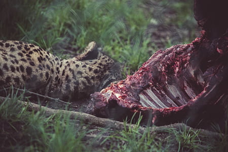 animal, grass, wild, predator thumbnail