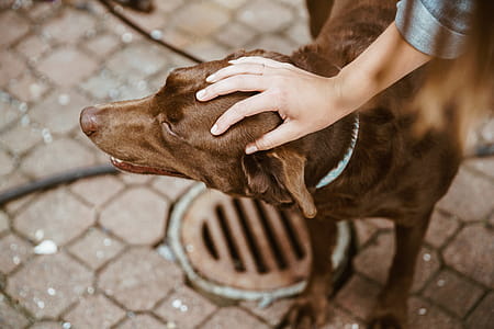 Brown Lab Dog Photo thumbnail