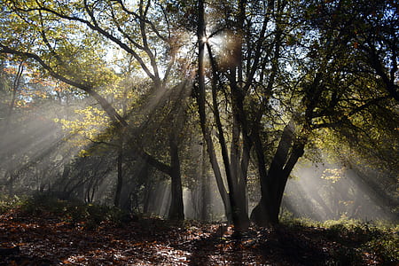 green and brown trees thumbnail