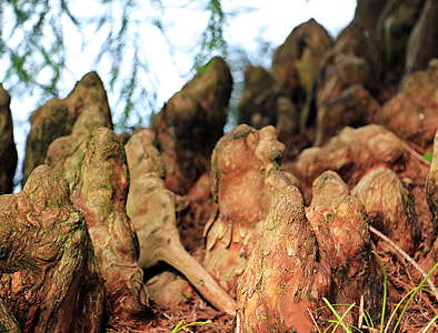 Tree Roots, Pneumatophore thumbnail