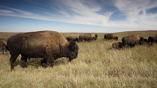 herd of brown bison on brown grassfield during daytime thumbnail