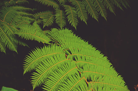 green leaves thumbnail