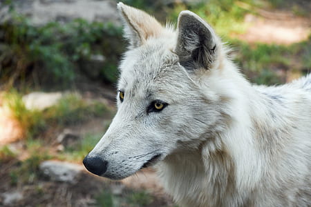 selective focus photo of a white fox thumbnail