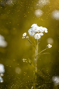 selective focus photography of white clustered flowers thumbnail