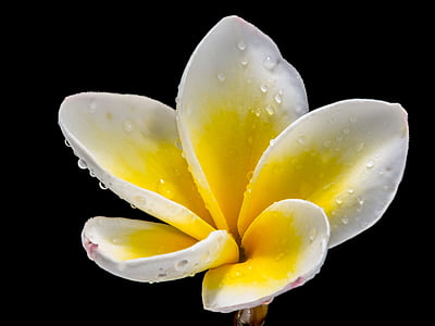 close-up photography of yellow and white plumeria flower thumbnail