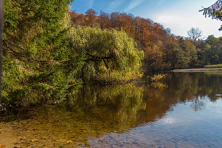 green leafed trees near body of water thumbnail