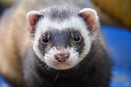 gray ferret thumbnail