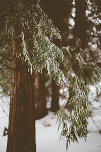 selective focus photography of tree thumbnail