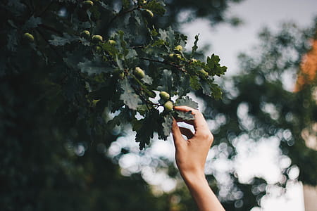 Person Holding Green Leafed Tree thumbnail