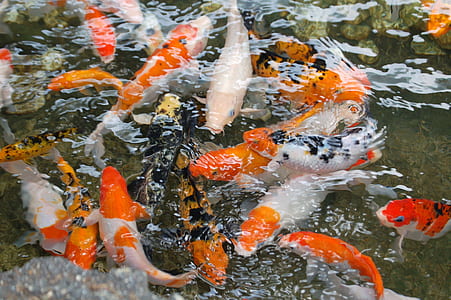 school of koi fish thumbnail