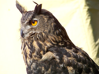 Eagle-owl during daytime thumbnail