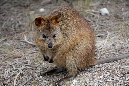 gray and brown rodent on dirt thumbnail