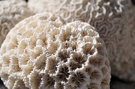 white coral thumbnail