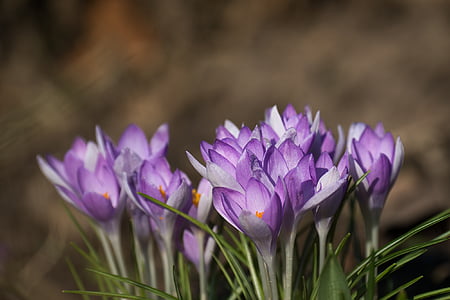 purple flowers in close up shot thumbnail